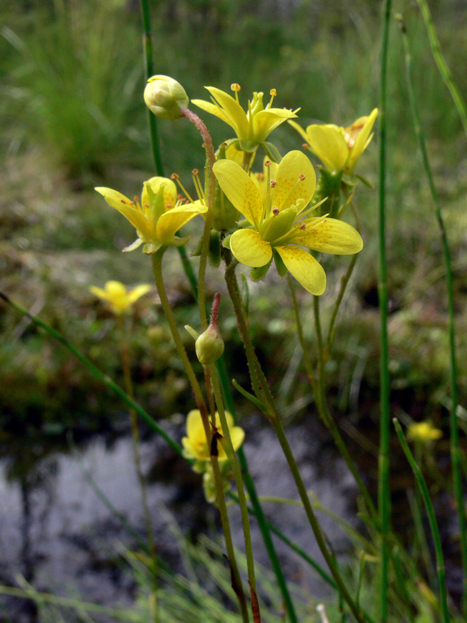 Изображение особи Saxifraga hirculus.