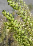 Lepidium densiflorum