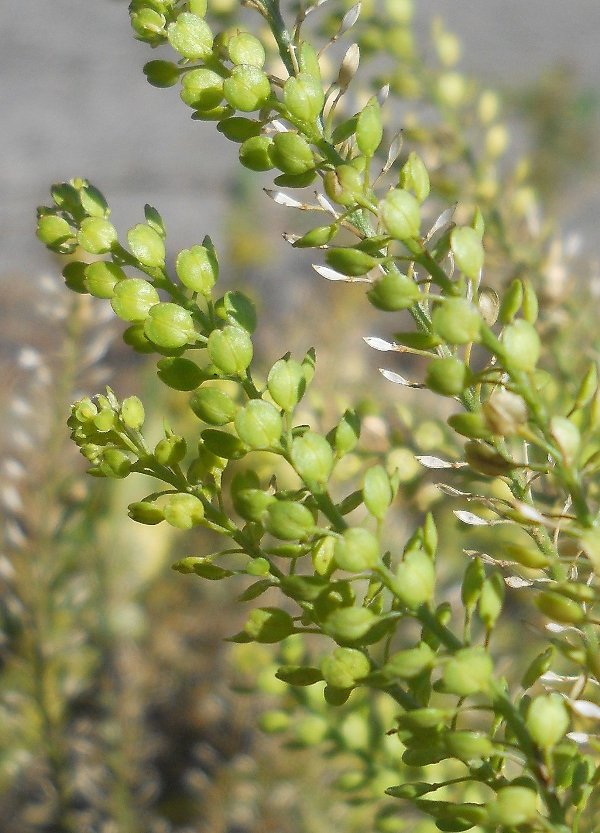 Image of Lepidium densiflorum specimen.