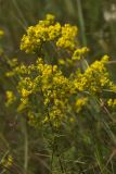 Galium verum. Верхушка цветущего растения. Ленинградская обл., Кингисеппский р-н, Кургальский п-ов, окр. дер. Тисколово 16.07.2011.