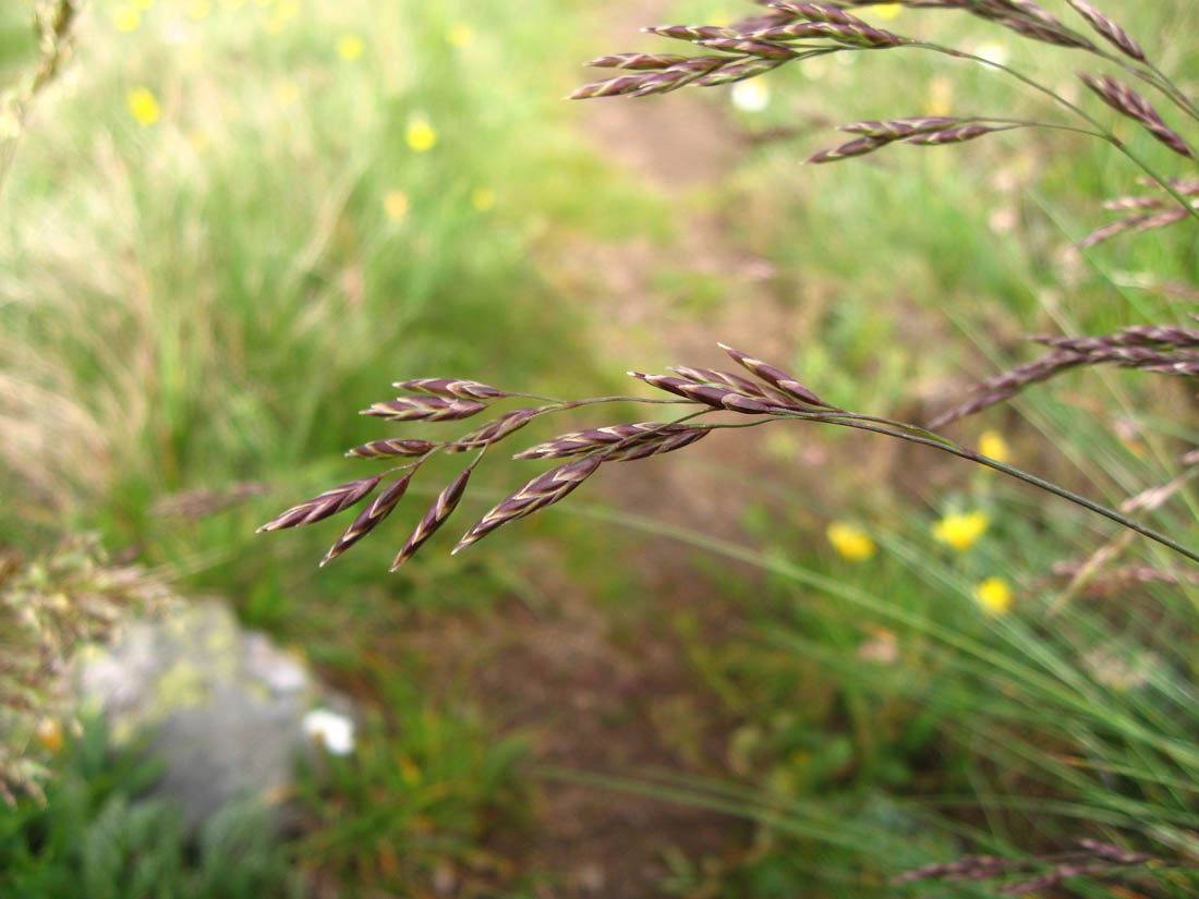 Image of Festuca woronowii specimen.