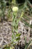 Lathyrus aphaca