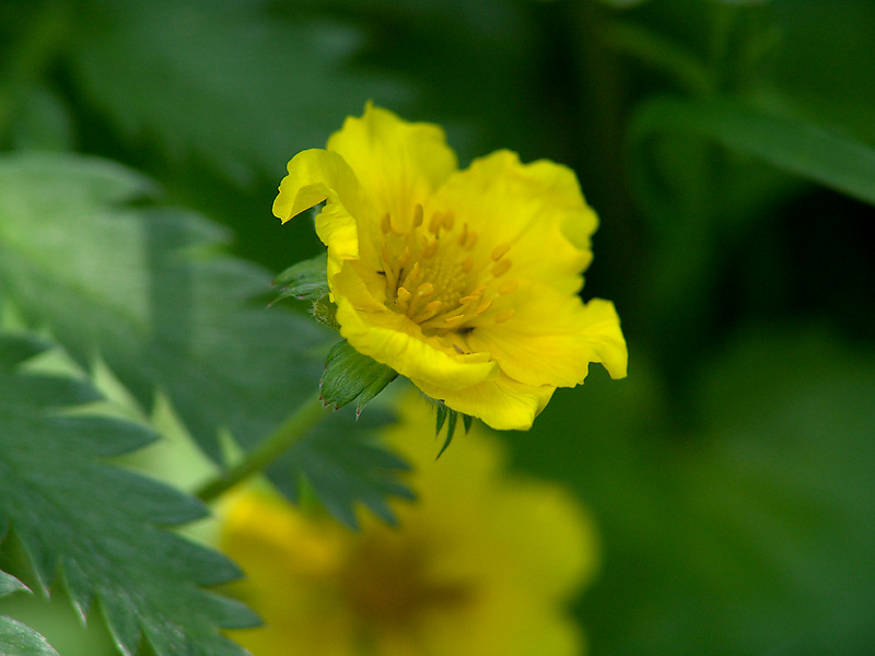 Изображение особи Potentilla anserina.