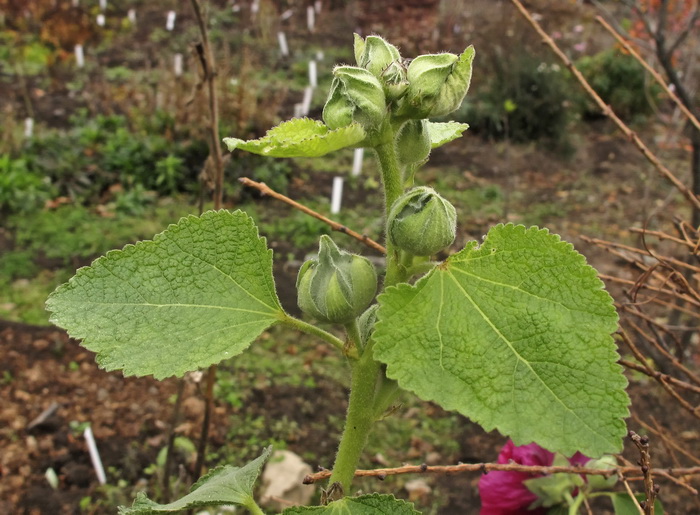 Изображение особи Alcea rosea.