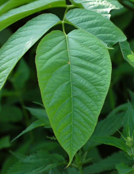 Image of Aralia cordata specimen.