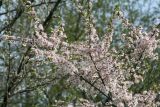 род Prunus