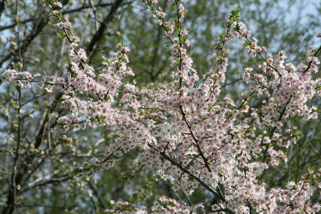 Изображение особи род Prunus.