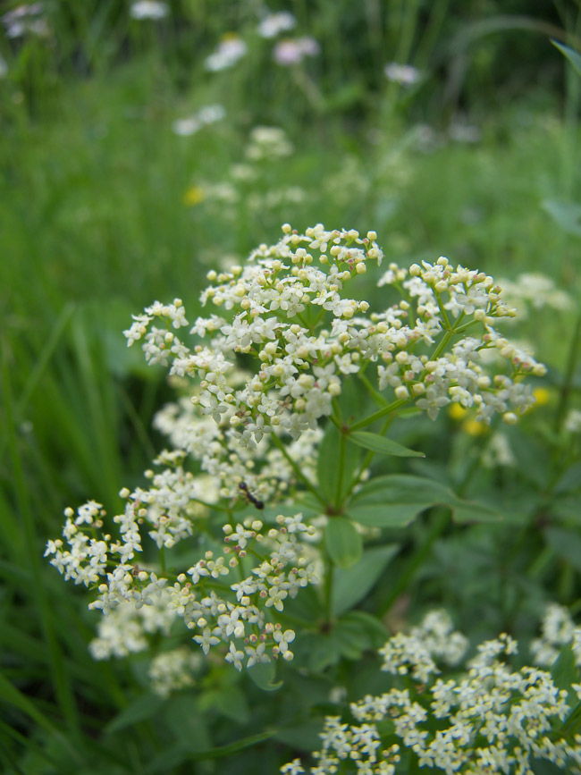 Изображение особи Galium valantioides.