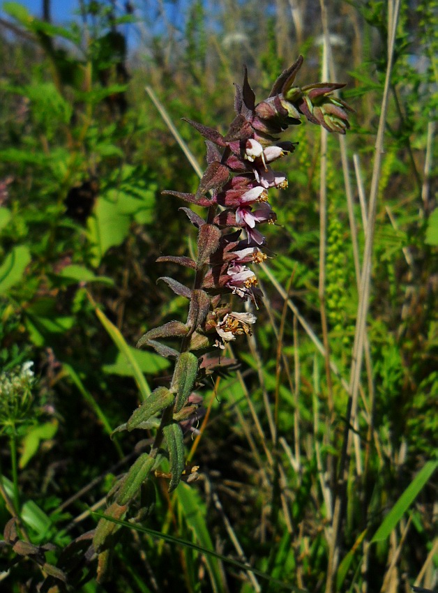 Изображение особи Odontites vulgaris.