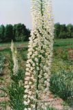 род Eremurus