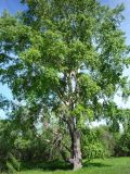 Populus × sibirica. Крупное мужское дерево. Окр. Архангельска, 11.06.2011.