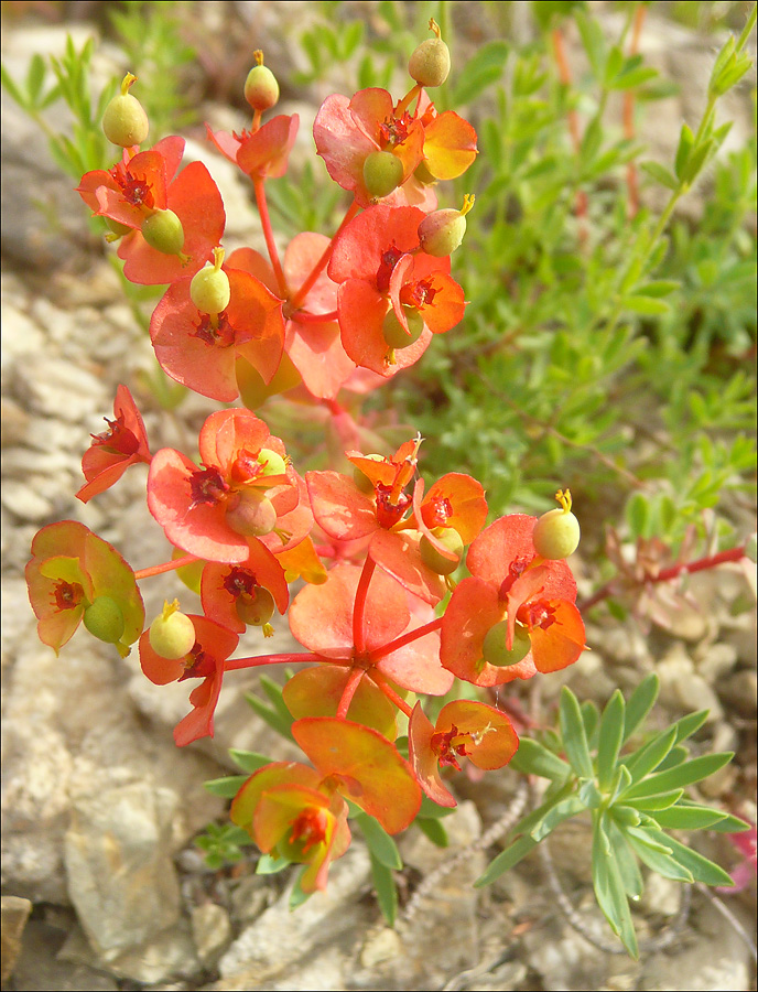 Image of Euphorbia petrophila specimen.