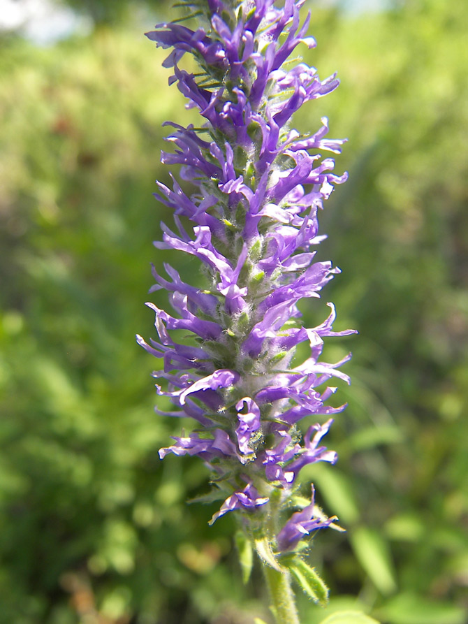 Image of Veronica orchidea specimen.