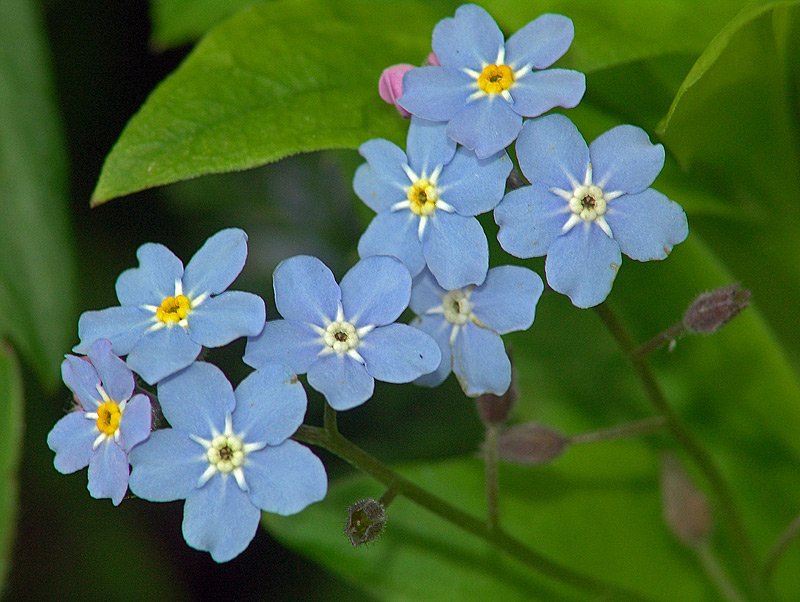 Изображение особи Myosotis sylvatica.