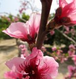 Persica vulgaris. Часть побега с цветками (cv. Springerest). Испания, г. Валенсия, учебная делянка Политехнического Университета Валенсии. 3 апреля 2012 г.
