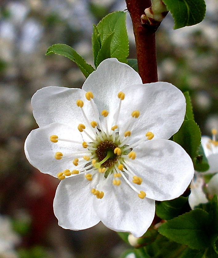Image of Prunus cerasifera specimen.