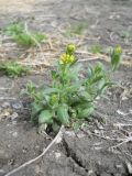 Draba nemorosa