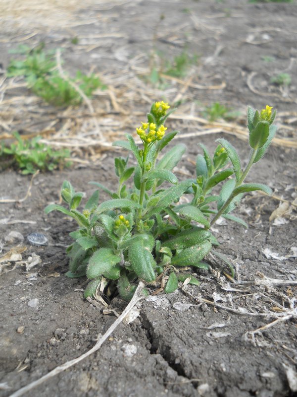 Image of Draba nemorosa specimen.