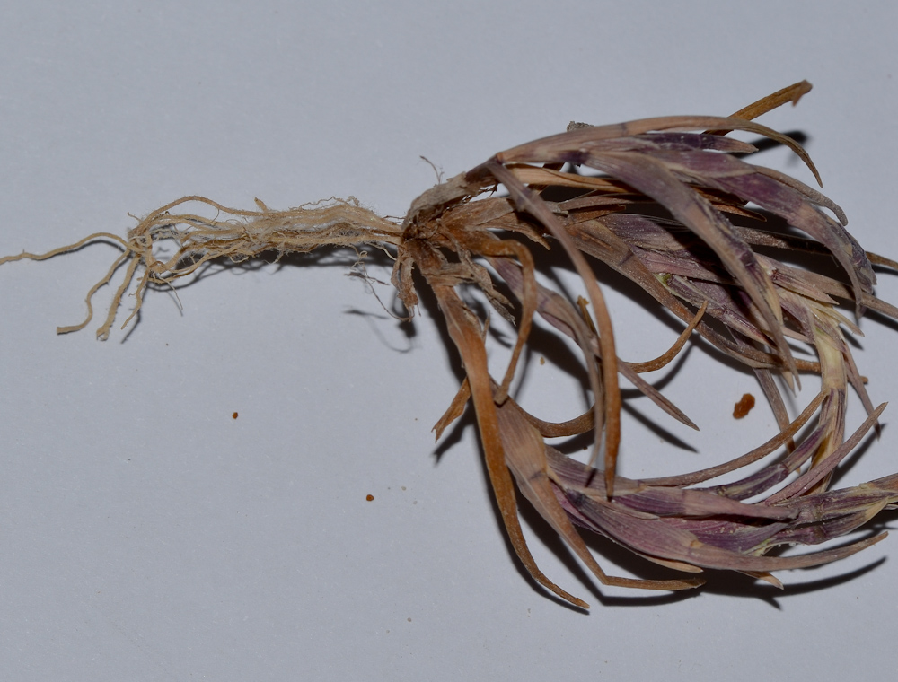Изображение особи Parapholis marginata.