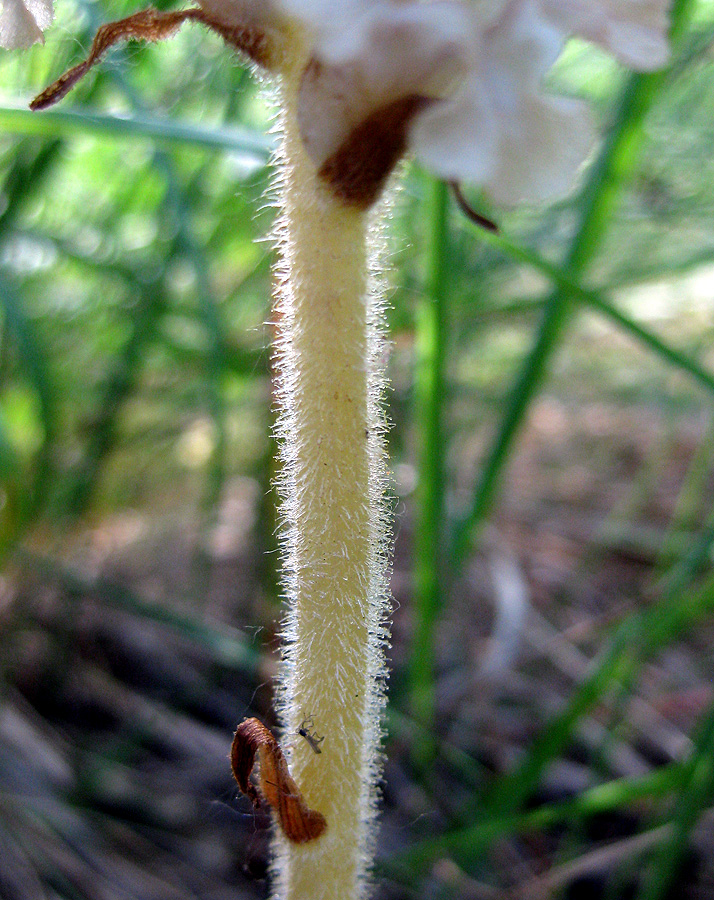 Image of Orobanche caryophyllacea specimen.