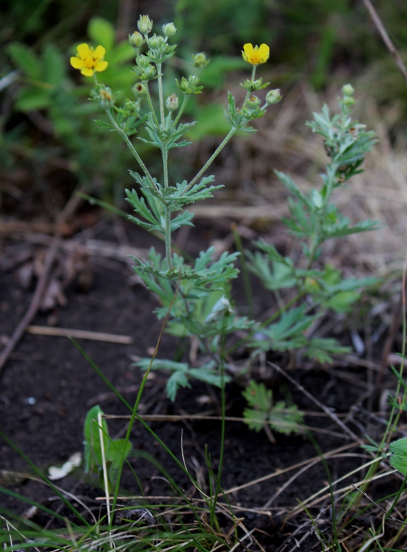 Изображение особи Potentilla impolita.