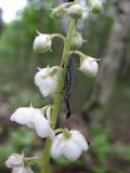Pyrola rotundifolia