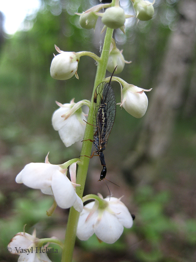 Image of Pyrola rotundifolia specimen.