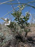 Convolvulus fruticosus. Цветущее растение в опустыненной полынно-ковылковой степи. Казахстан, Актюбинская обл., Мугалжарский р-н, юго-западнее пос. Мугоджарское; горы Мугоджары, западный макросклон, грядово-увалистая предгорная равнина. 16.05.2012.