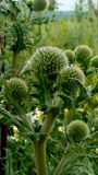 genus Echinops