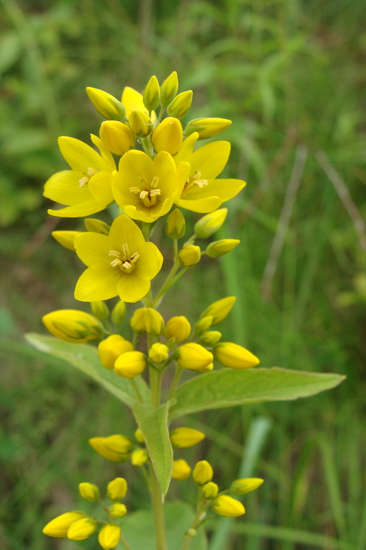 Image of Lysimachia vulgaris specimen.