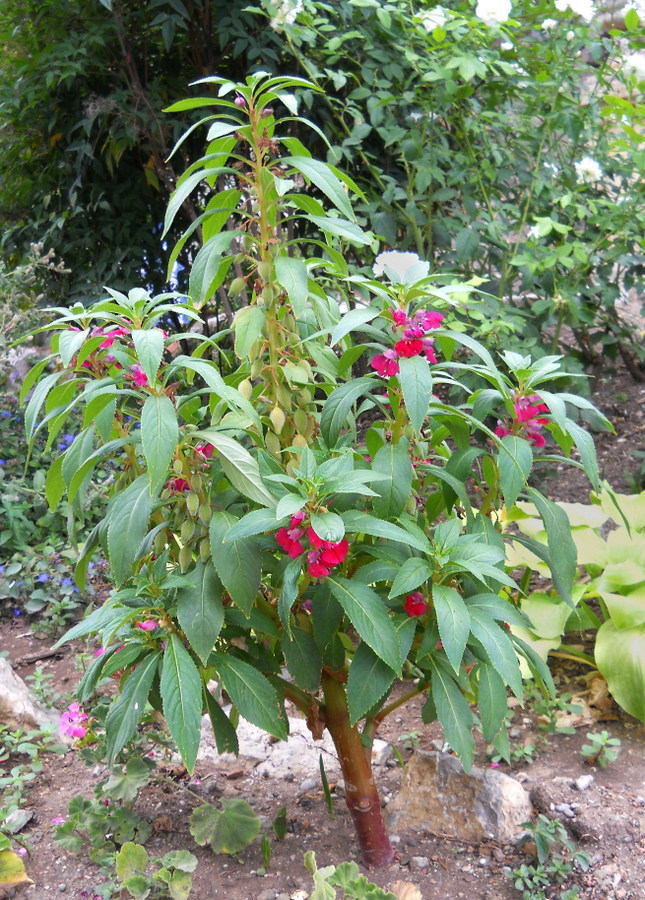 Image of Impatiens balsamina specimen.