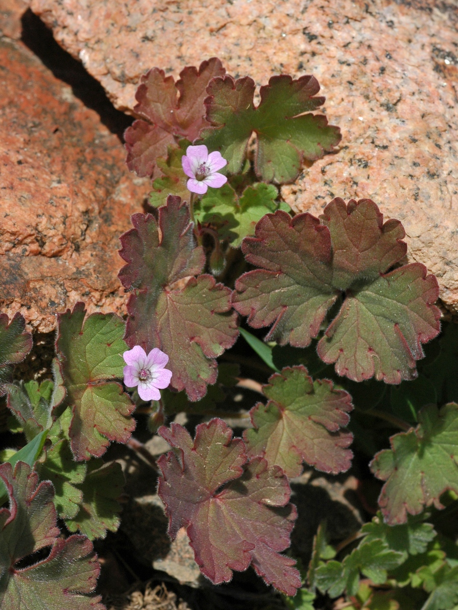 Image of Geranium rotundifolium specimen.
