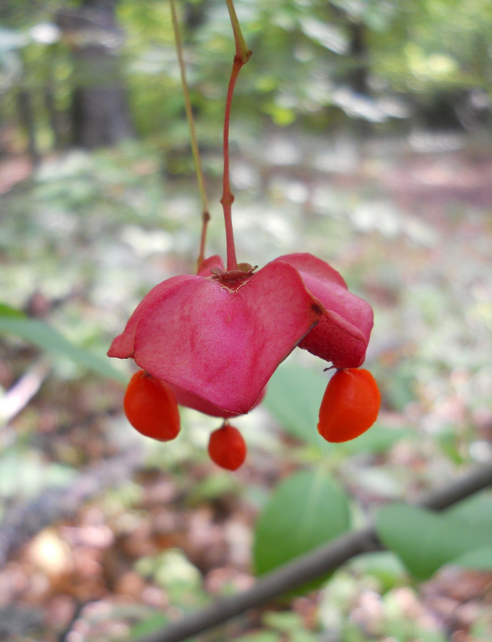 Изображение особи Euonymus latifolius.