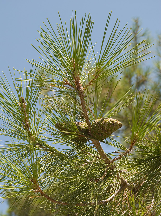 Изображение особи Pinus brutia.