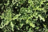 Cirsium ochrolepideum