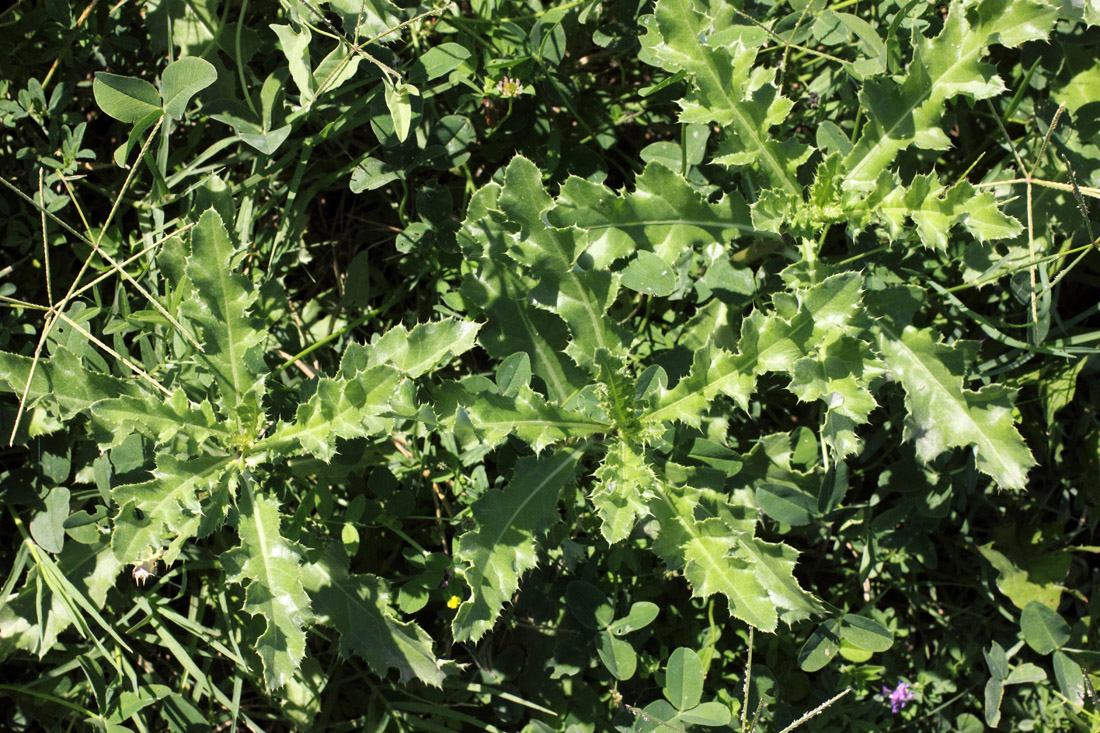 Изображение особи Cirsium ochrolepideum.