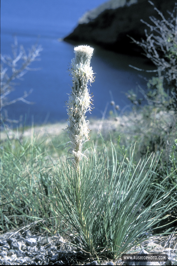 Image of Asphodeline taurica specimen.