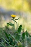 Inula oculus-christi