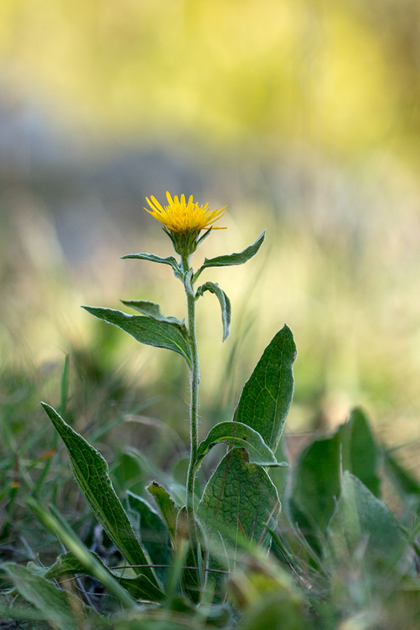 Изображение особи Inula oculus-christi.