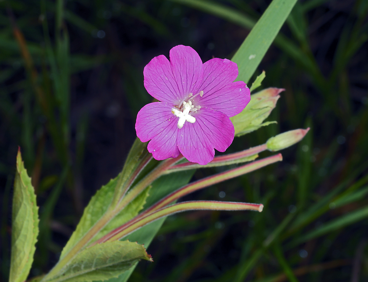 Изображение особи Epilobium hirsutum.
