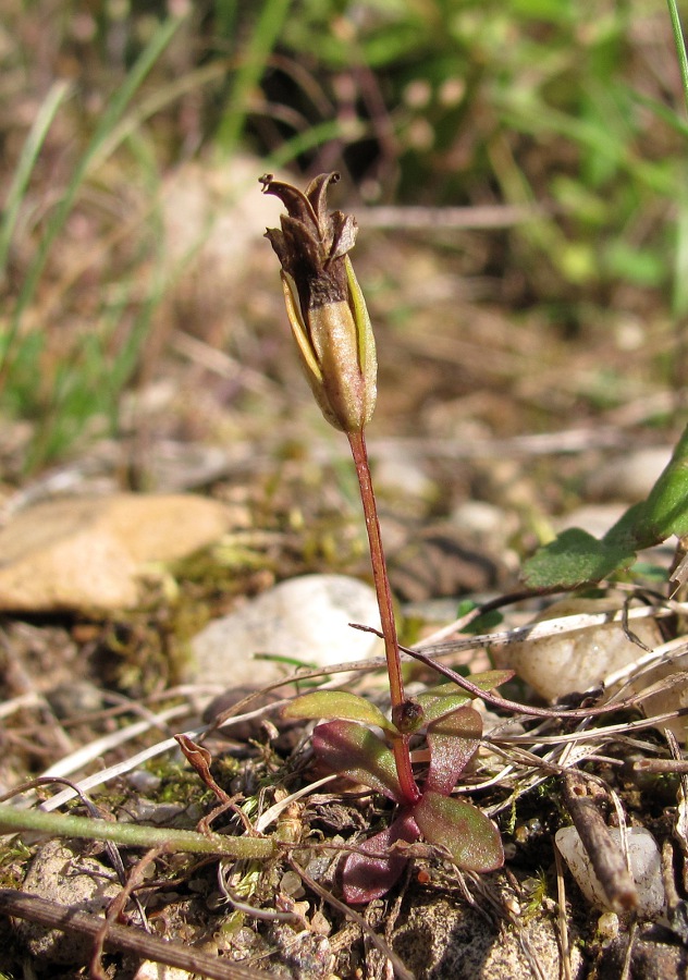 Изображение особи Gentianella lingulata.