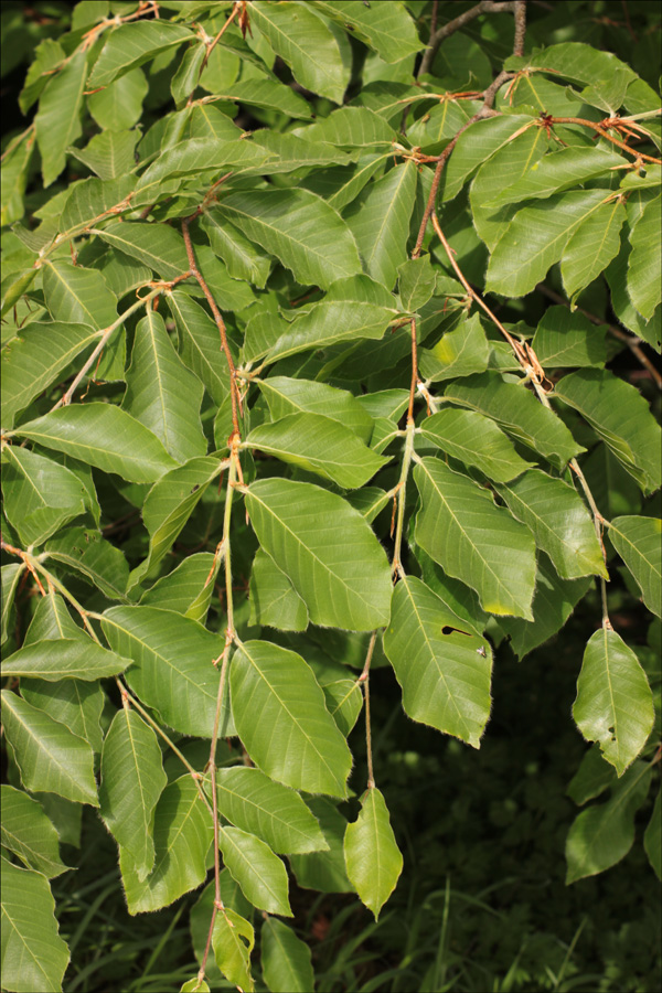 Изображение особи Fagus orientalis.