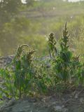 Amaranthus retroflexus