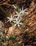 Vagaria parviflora. Цветущее растение и незрелые плоды. Israel, Mount Carmel. 20.10.2007.