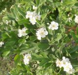 Crataegus meyeri