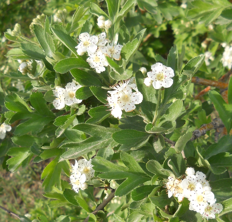 Изображение особи Crataegus meyeri.