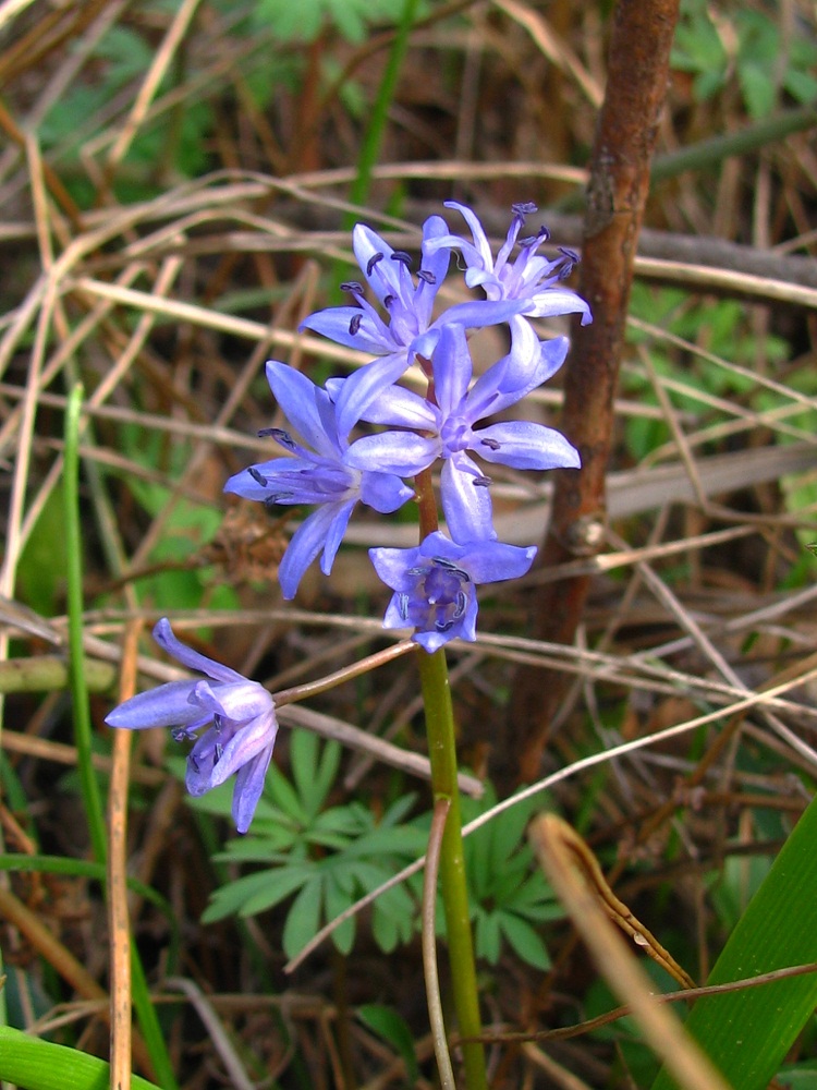 Изображение особи Scilla bifolia.