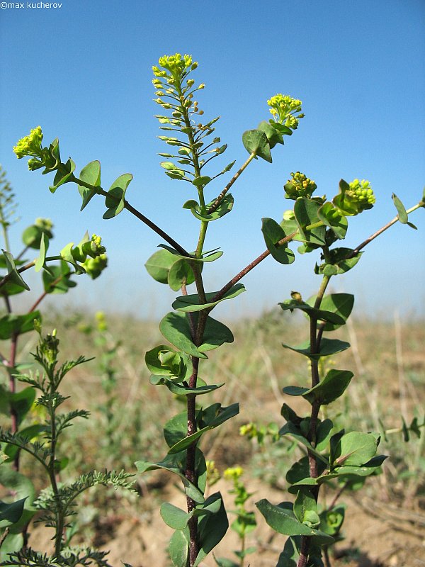 Изображение особи Lepidium perfoliatum.