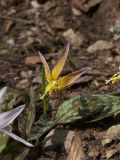 Erythronium caucasicum