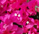 Bougainvillea glabra. Соцветия. Египет, Синай, Шарм-эль-Шейх, в культуре. 19.02.2009.